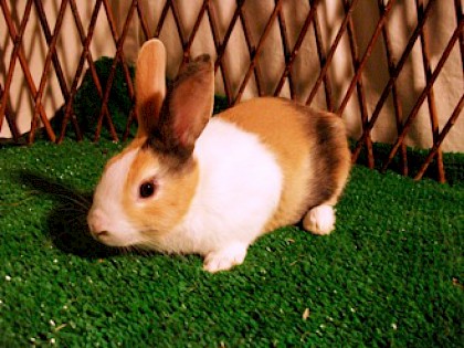 Dutch medium size bunny-weighing 4.5lb