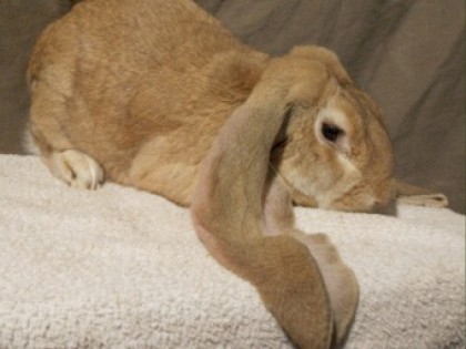 English lops- a large bunny with huge ears