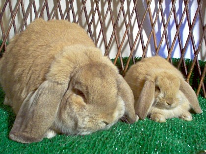 French Lop a big bunny  over 14lb. Photo shows baby-to adult.