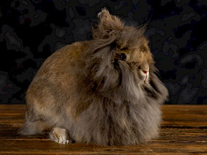 Lionhead -weighs in at 3lb- 3lb 12oz