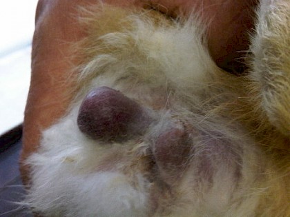 Testicle neuter-very swollen